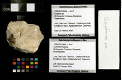 Foto (Objekt + Etiketten) von Culmenformosa sp. 